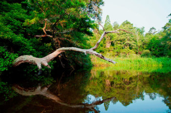 South Carolina Department of Natural Resources