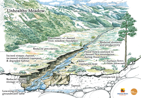 American Rivers