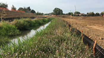 Wildflowers growing beside irrigation stream