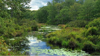 River with lily pads