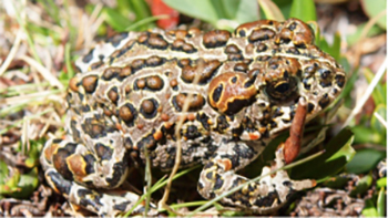 Juvenile Yosemite Toad