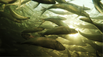Light shining down through a school of fish