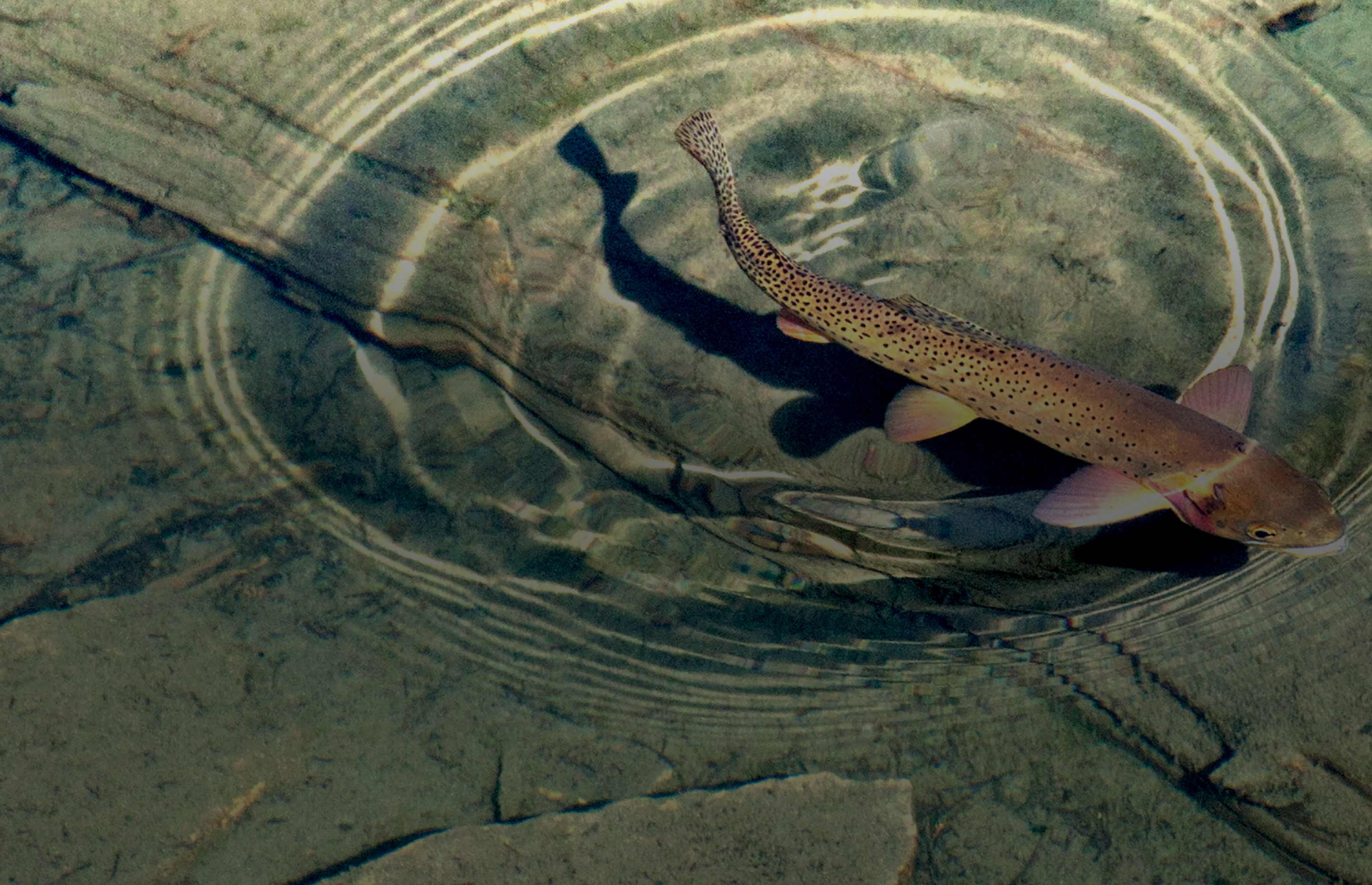 Fish swimming in river