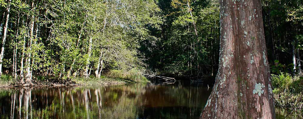 Edisto River, SC | Hugo Krispyn