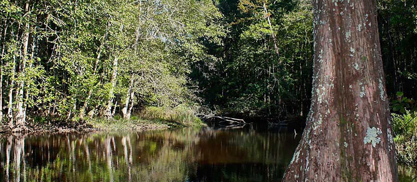 Edisto River, SC | Hugo Krispyn