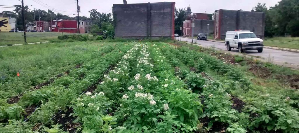 Real Food Farm’s Perlman Place Site in Baltimore, MD | Civic Works' Real Food Farm