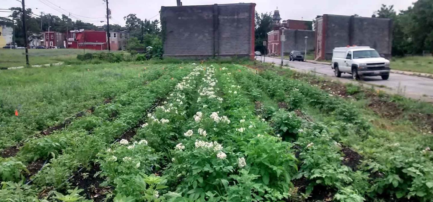 Real Food Farm’s Perlman Place Site in Baltimore, MD | Civic Works' Real Food Farm