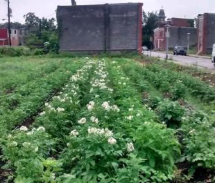 Real Food Farm’s Perlman Place Site in Baltimore, MD | Civic Works' Real Food Farm