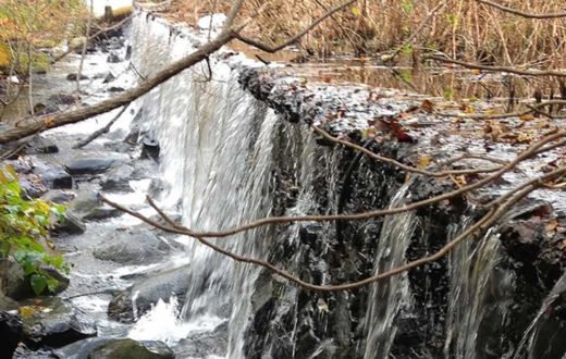 Suzanne Paton, USFWS