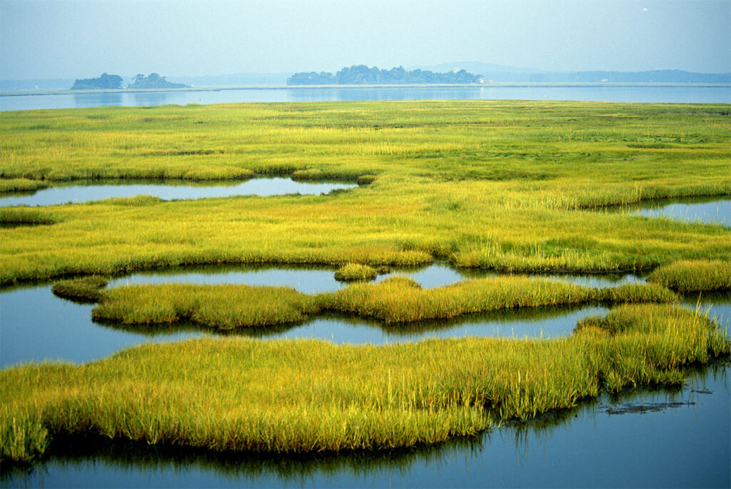 Coastal Wetlands at Parker River National Wildlife Refuge - Newburyport, MA