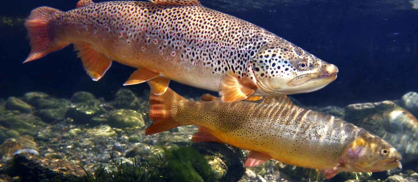 Protecting and Restoring Fish Habitat on National Hunting and Fishing Day -  American Rivers