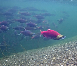 Sockeye Salmon in Lake Illiamna. | Pat Clayton