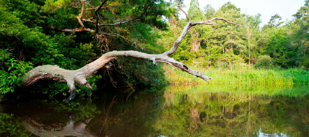 The Ashley River Blue Trail