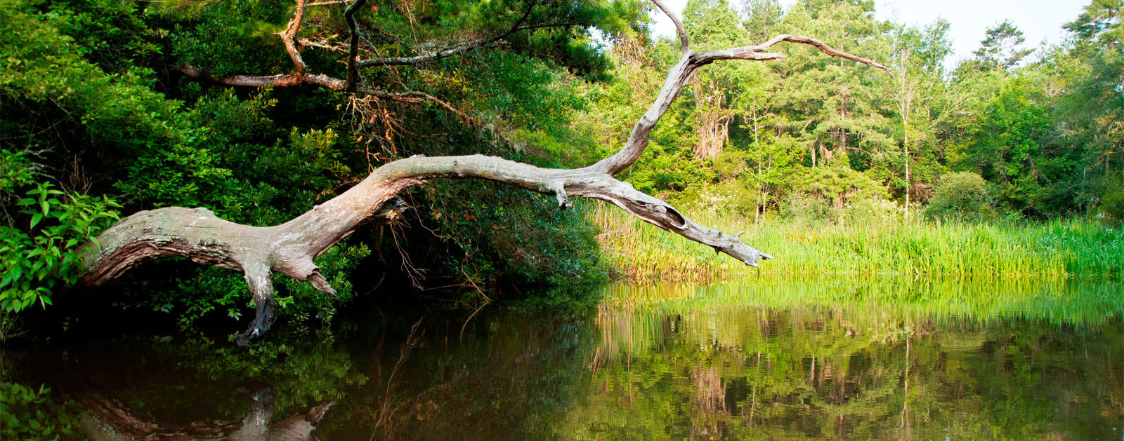Ashley River Blue Trail link