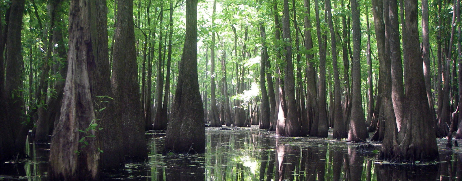 Wateree River Blue Trail link