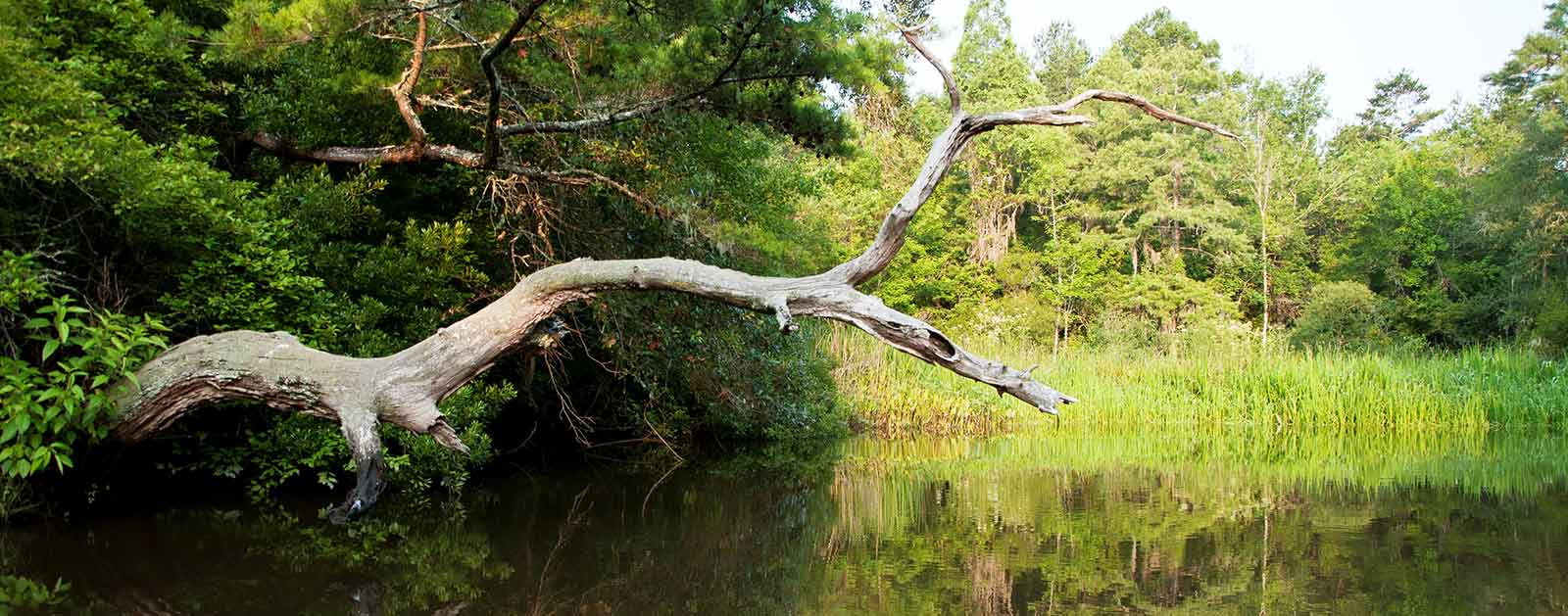 Sc Dnr River Maps Ashley River - American Rivers