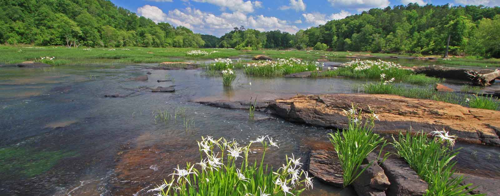 Flint River Shoals spider lillies | Alan Cressler