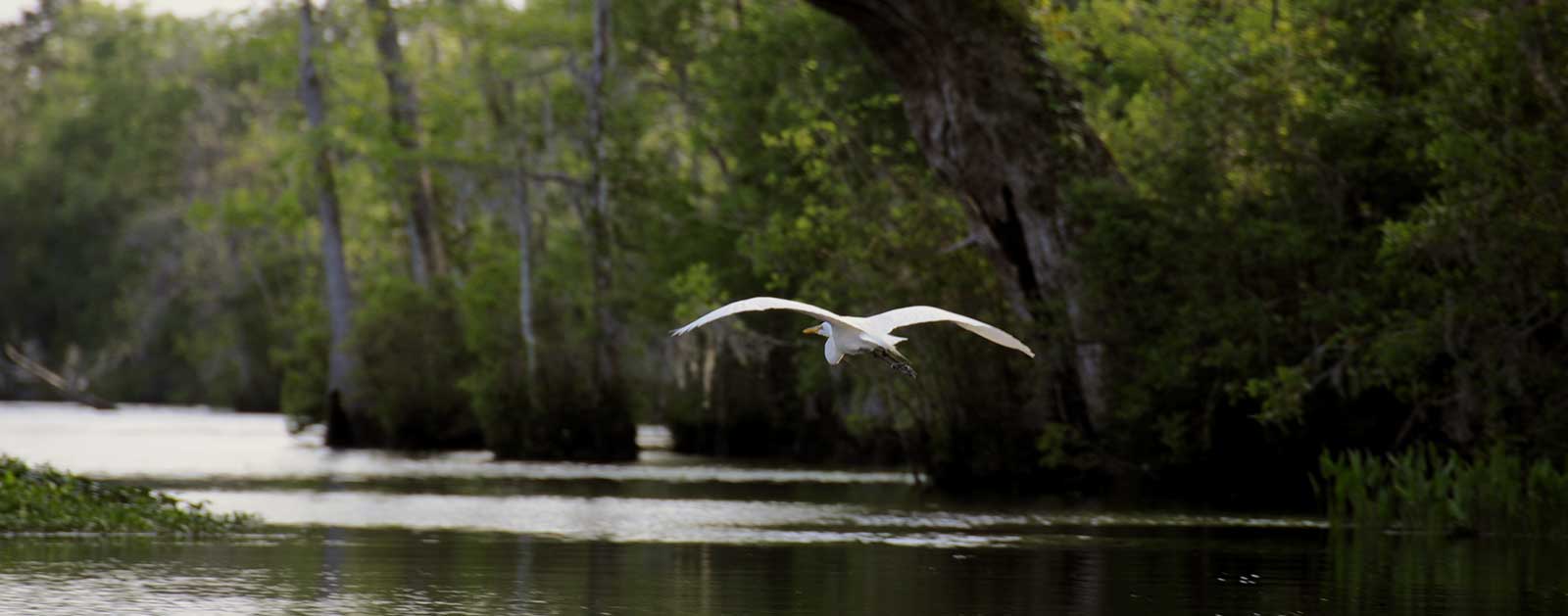 Waccamaw River Blue Trail link