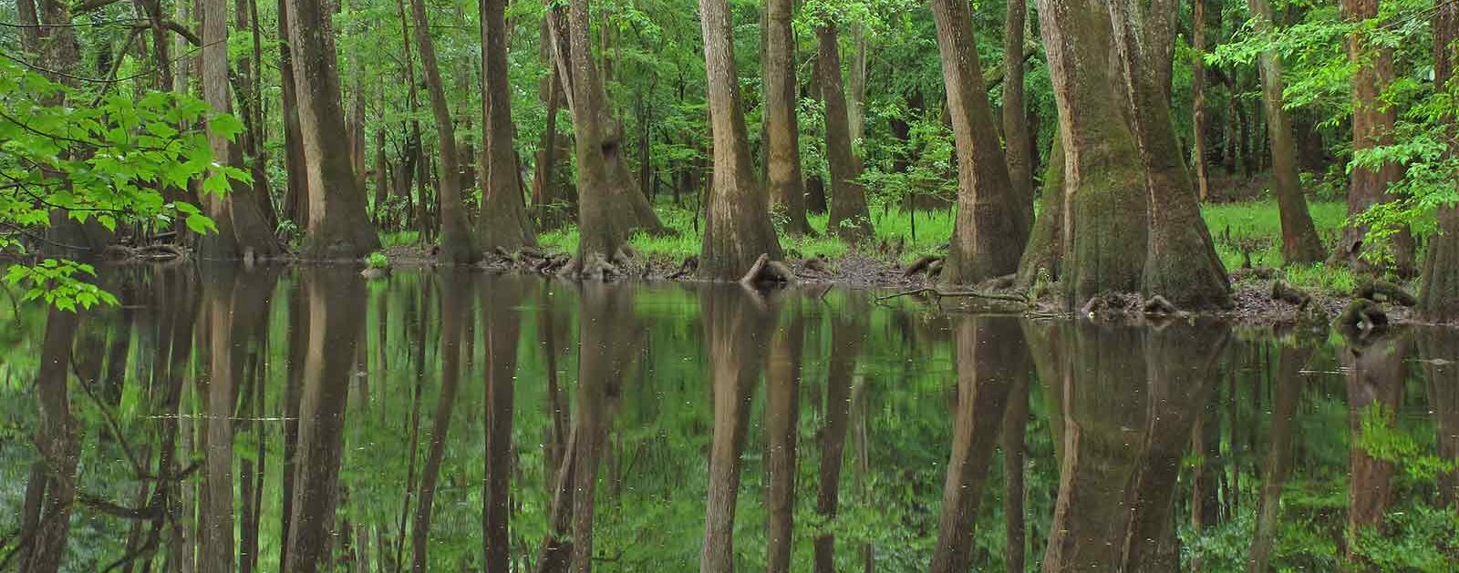 Congaree River swampland | Alan Cressler