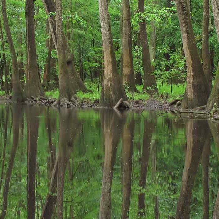 Congaree River swampland | Alan Cressler