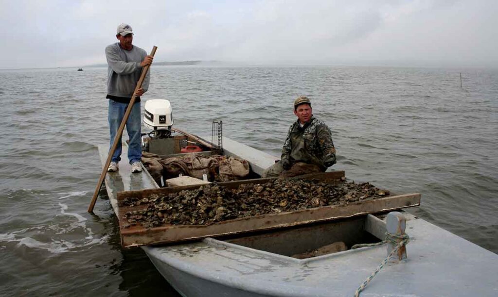 Apalachicola Bay osteren | Stan Kirkland Florida FWC