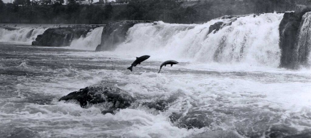 Salmon leaping at Willamette Falls | FlickrCC