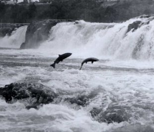 Salmon leaping at Willamette Falls | FlickrCC