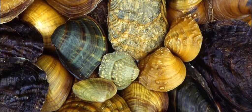 freshwater mussels | photo courtesy of arkive.org