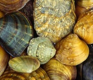 freshwater mussels | arkive.org