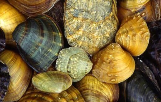 freshwater mussels | photo courtesy of arkive.org