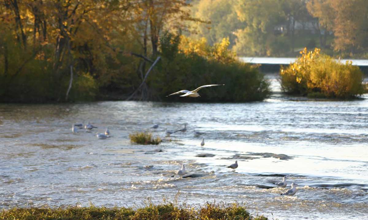 Maumee River American Rivers Maumee River American Rivers