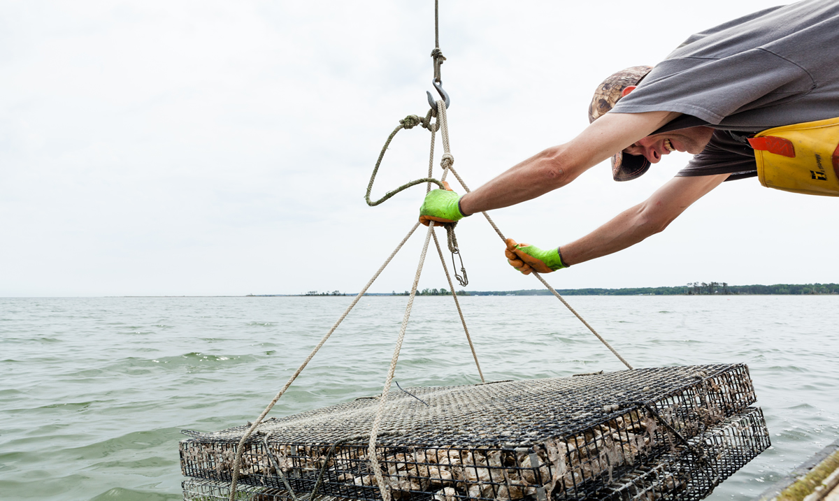 Rappahannock Oyster Company staff lowers an oyster cage into the Rappahannock | Will Parson/Chesapeake Bay Program