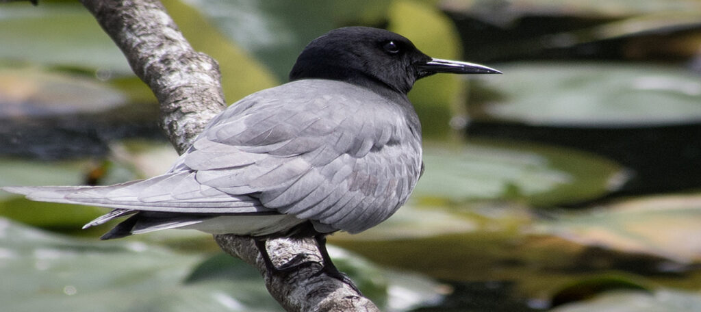 Black Tern| Ingrid Taylar