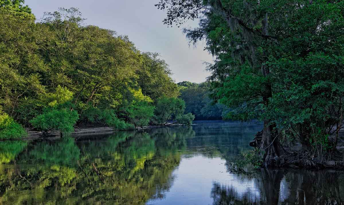 Edisto River | Allen Forrest