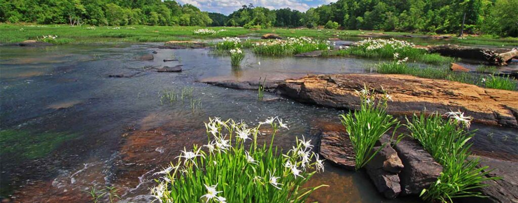 Shoal Lilies on the Flint River | Alan Cressler