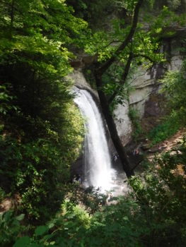 Looking Glass Falls| Steve White