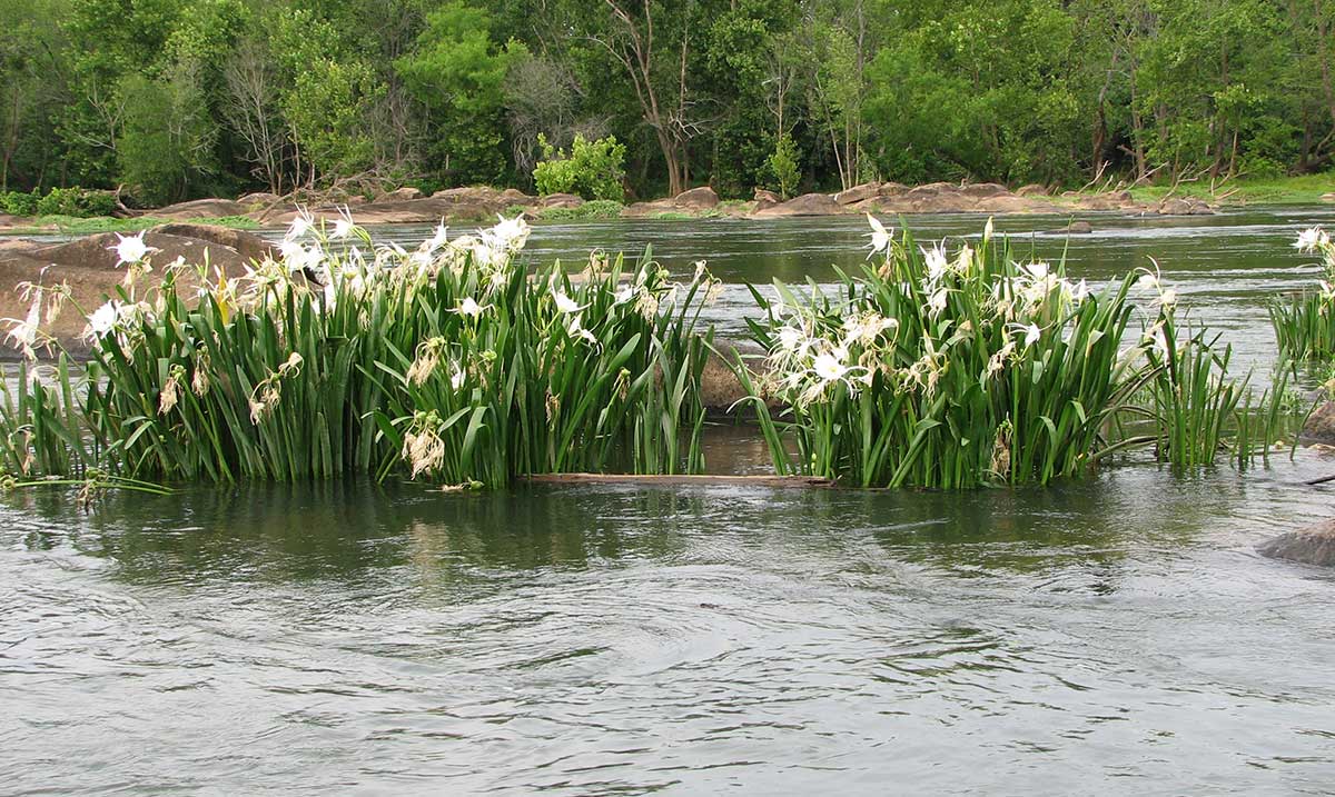 Shoal Lilies on the Congaree River