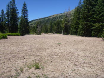 A large, barren patch of a meadow made us wonder what had happened here. | Bonnie Ricord