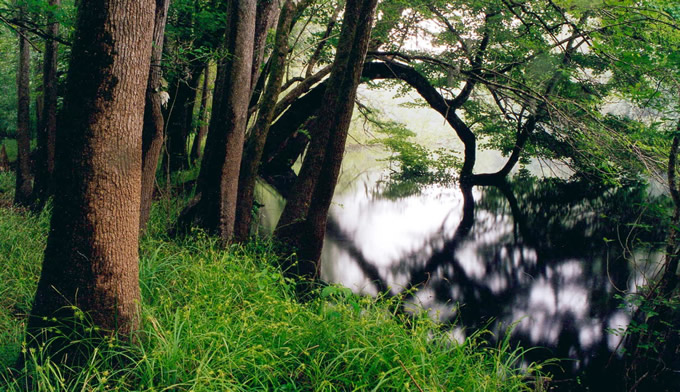 Congaree National Park | Ron Ahle