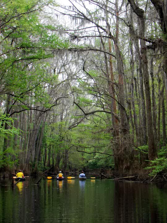 Cedar Creek, Congaree National Park SC | Gerrit Jöbsis