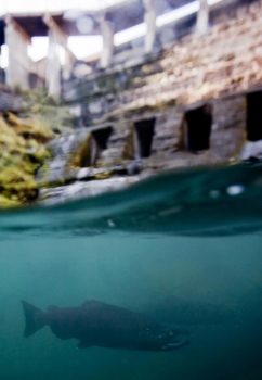 Chinook below Elwha Dam | Jeremy Monroe