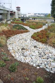 Rain gardens adjacent to South Park Bridge crossing the lower Duwamish help treat all the road runoff for the west side of the bridge. | Natalie Jamerson, Washington Environmental Council