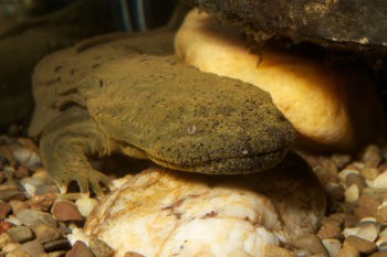 Hellbender | Photo: Brian Gratwicke