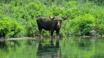 Moose in Maroon Bells Wilderness | Alex Buuterfield