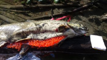 This Green River Chinook salmon died before she could mate and lay her eggs. A pathology exam found evidence of a bacterial disease known to thrive in warm water. | Northwest Indian Fisheries Commission