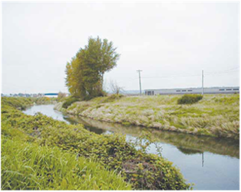 The middle and lower sections of the Green-Duwamish River need more shade. Development has led to few trees on riverbanks and increased water temperatures. | Washington Department of Ecology