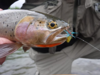 A Greybull cutthroat took the fly tied in American Rivers’ logo colors. | Steve White
