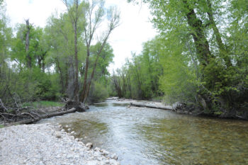 A critical source of water for fish, wildlife and people, Teton Creek is the single most important tributary stream in the upper Teton River watershed. It is also the most impacted. Stream restoration is a key component of the project, with the ultimate goal of re-establishing Teton Creek as a dynamic, functioning stream channel that supports a robust fish, wildlife, and plant community, and mitigates flood risk to nearby property owners. | Friends of the Teton River