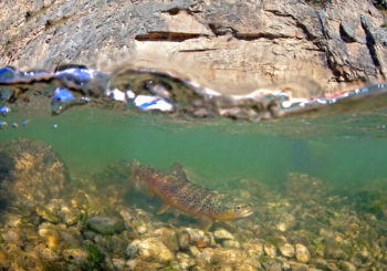 Brown Trout in the Smith River, MT. | Pat Clayton