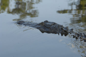 Alligator in the Pascagoula River. | Flickr: Visit Mississippi